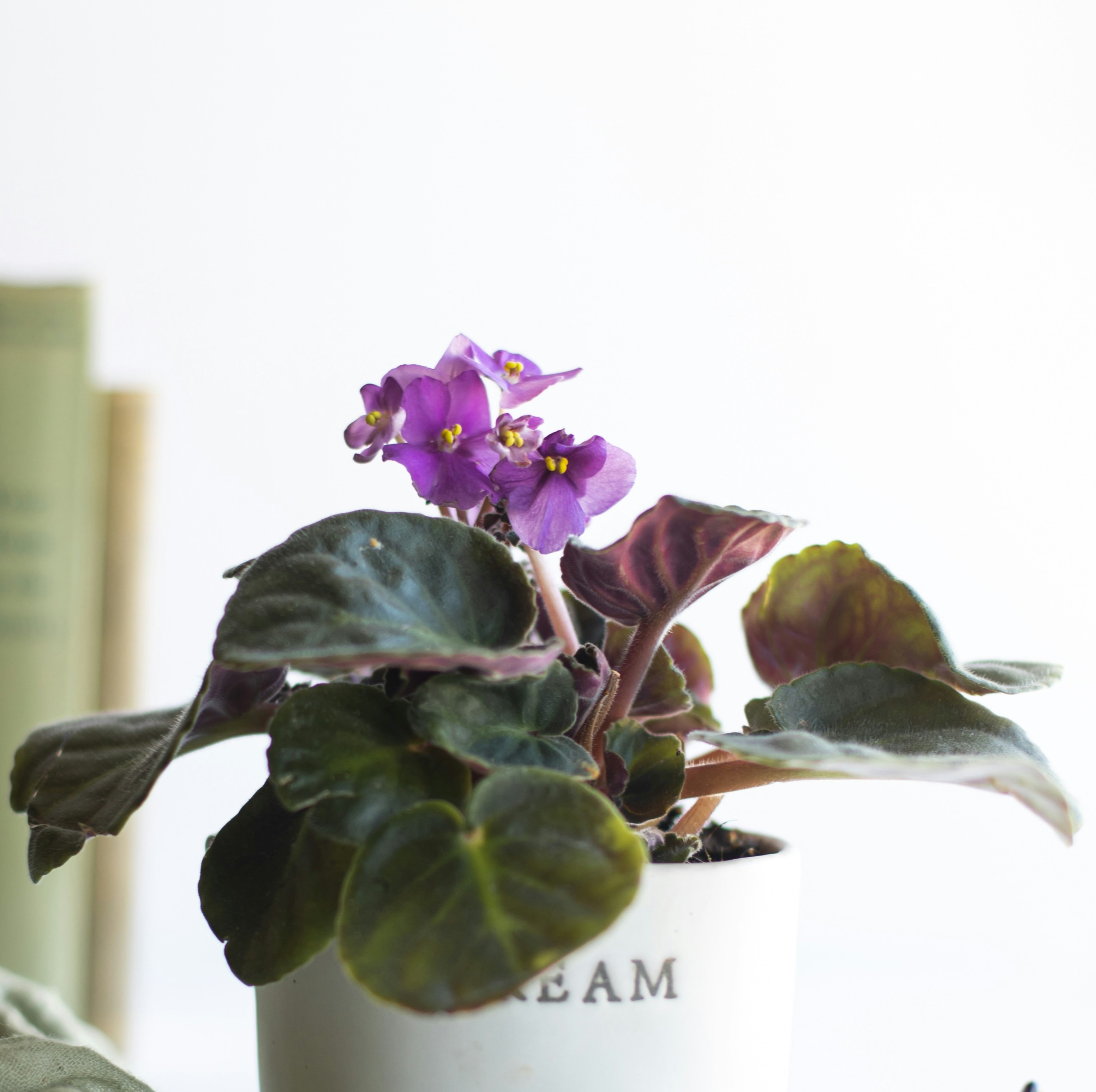 african violet plant