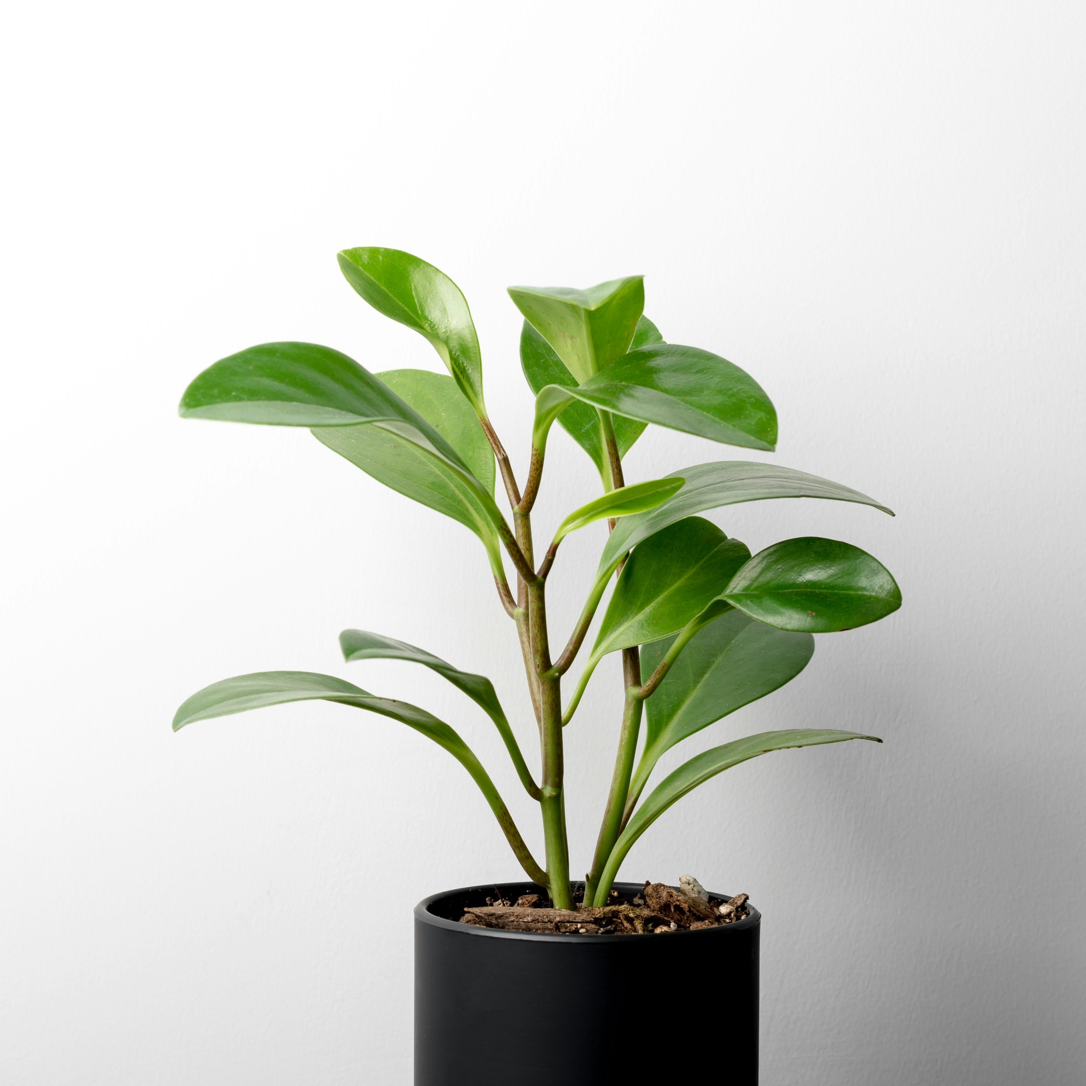 pilea plant
