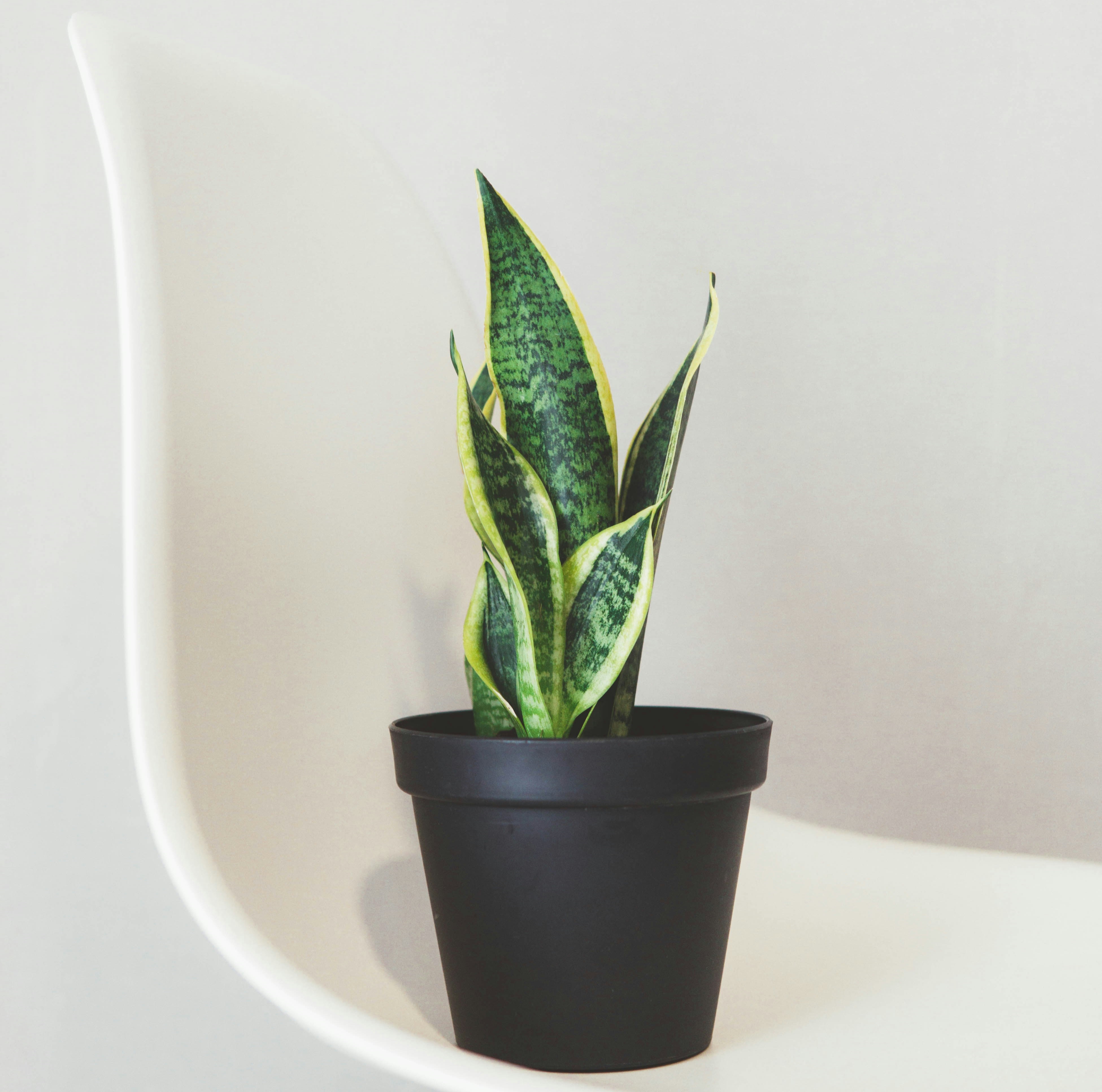 snake plant